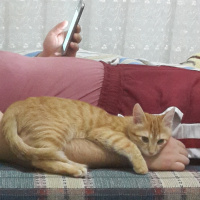 Tekir Kedi, Kedi  Hürrem fotoğrafı