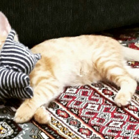 Tekir Kedi, Kedi  Hürrem fotoğrafı