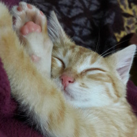Tekir Kedi, Kedi  Hürrem fotoğrafı