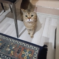 British Shorthair, Kedi  Karamel fotoğrafı