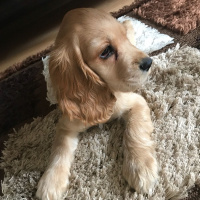 Amerikan Cocker Spaniel, Köpek  Kuki fotoğrafı