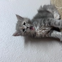 Soke, Kedi  İfot fotoğrafı