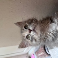 Soke, Kedi  İfot fotoğrafı