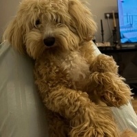 Poodle (Minyatür Kaniş), Köpek  Fiko fotoğrafı