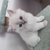 British Longhair, Kedi  Prenses fotoğrafı
