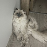 British Longhair, Kedi  Prenses fotoğrafı