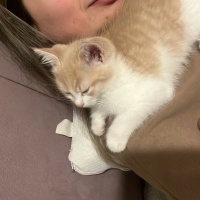 Tekir Kedi, Kedi  Efe fotoğrafı