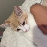 Tekir Kedi, Kedi  Efe fotoğrafı