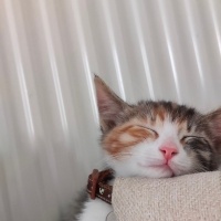 Tekir Kedi, Kedi  Puzzle fotoğrafı