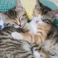 Tekir Kedi, Kedi  Puzzle fotoğrafı