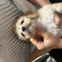 Maltese, Köpek  Maya fotoğrafı