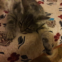 Tekir Kedi, Kedi  Üzüm fotoğrafı