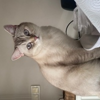 British Shorthair, Kedi  Pilavcan fotoğrafı