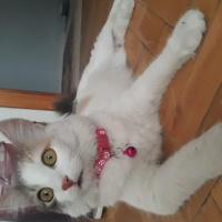 Tekir Kedi, Kedi  Şeker fotoğrafı
