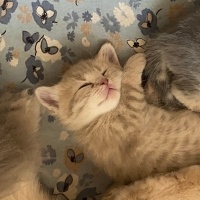 British Longhair, Kedi  Nohut fotoğrafı