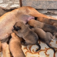 Belçika Malinois, Köpek  Belçika Kurt fotoğrafı