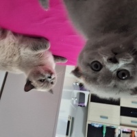 Scottish Fold, Kedi  Cıvıltı fotoğrafı