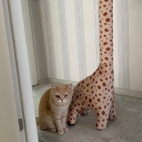 British Shorthair, Kedi  Pati fotoğrafı