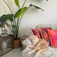 British Shorthair, Kedi  Pati fotoğrafı