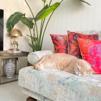 British Shorthair, Kedi  Pati fotoğrafı