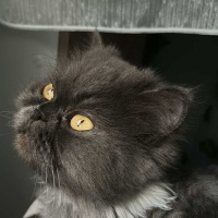 British Longhair, Kedi  dora fotoğrafı
