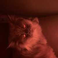 British Longhair, Kedi  dora fotoğrafı