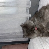 British Longhair, Kedi  dora fotoğrafı