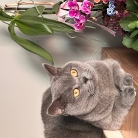 British Shorthair, Kedi  MİA fotoğrafı
