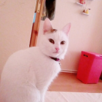 Tekir Kedi, Kedi  Hona Lulu fotoğrafı
