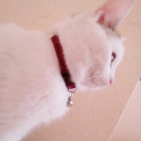 Tekir Kedi, Kedi  Hona Lulu fotoğrafı