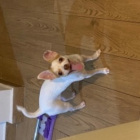 Chihuahua, Köpek  luna fotoğrafı