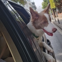 Border Collie, Köpek  Doffy fotoğrafı