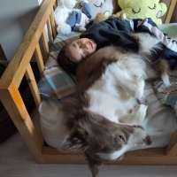Border Collie, Köpek  Doffy fotoğrafı