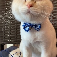 British Shorthair, Kedi  Paşa fotoğrafı