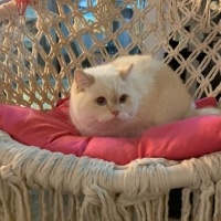 British Shorthair, Kedi  Paşa fotoğrafı