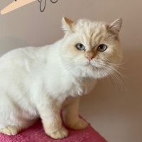 British Shorthair, Kedi  Paşa fotoğrafı