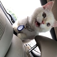 British Shorthair, Kedi  Paşa fotoğrafı