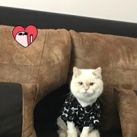 British Shorthair, Kedi  Paşa fotoğrafı