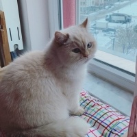 British Shorthair, Kedi  Paşa fotoğrafı
