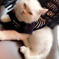 British Shorthair, Kedi  Paşa fotoğrafı