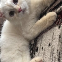 British Shorthair, Kedi  Paşa fotoğrafı