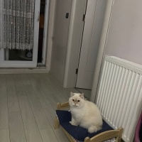 British Shorthair, Kedi  Paşa fotoğrafı