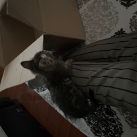 Tekir Kedi, Kedi  Adı yok fotoğrafı