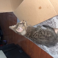 Tekir Kedi, Kedi  Adı yok fotoğrafı