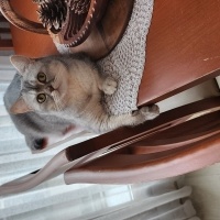 British Shorthair, Kedi  AHU fotoğrafı
