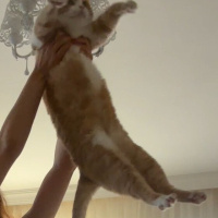 Sarman, Kedi  Aery fotoğrafı