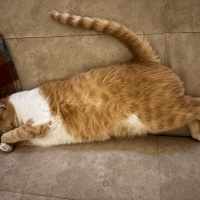 Sarman, Kedi  Aery fotoğrafı