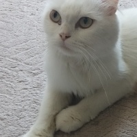 Scottish Fold, Kedi  Miya fotoğrafı