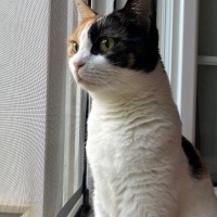 Tekir Kedi, Kedi  Cimcimo fotoğrafı
