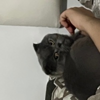 Scottish Fold, Kedi  Chivas fotoğrafı